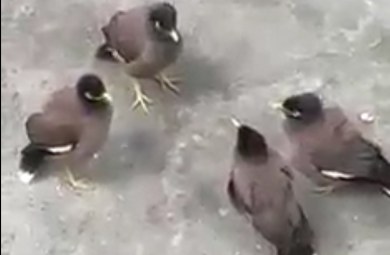 Chicks meeting Meme Video